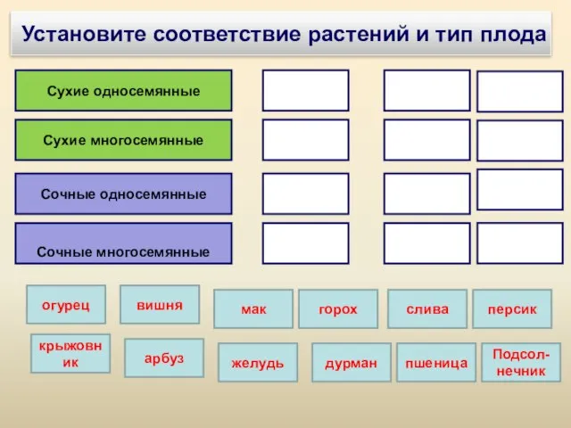 Установите соответствие растений и тип плода Сухие односемянные дурман Сухие многосемянные