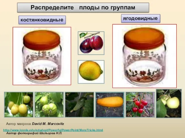 Автор макроса David M. Marcovitz http://www.loyola.edu/edudept/PowerfulPowerPoint/MoreTricks.html костянковидные ягодовидные Распределите плоды по группам Автор фотографий Шильцова Н.П.