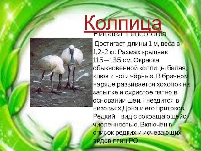 Platalea Leucorodia Достигает длины 1 м, веса в 1,2-2 кг. Размах