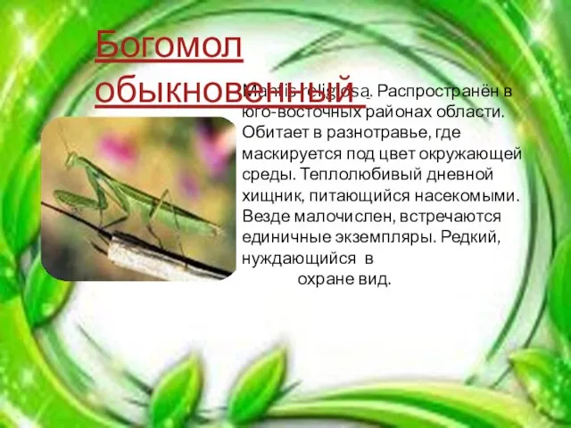 Mantis religiosa. Распространён в юго-восточных районах области. Обитает в разнотравье, где