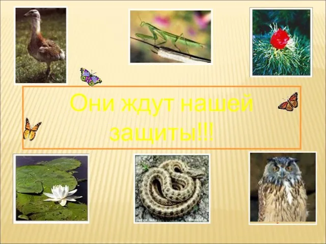 Они ждут нашей защиты!!!