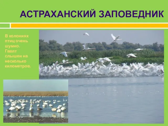 АСТРАХАНСКИЙ ЗАПОВЕДНИК В колониях птиц очень шумно. Гвалт слышен на несколько километров.