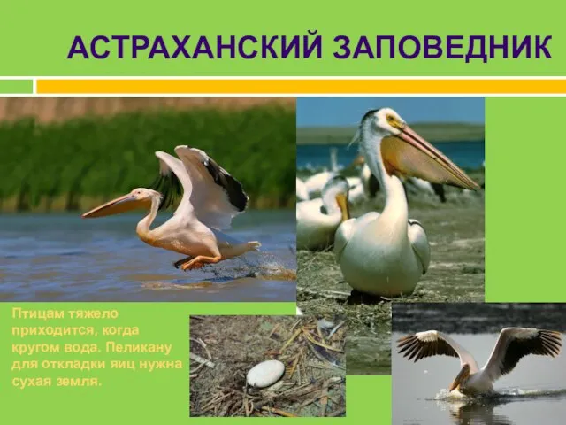 АСТРАХАНСКИЙ ЗАПОВЕДНИК Птицам тяжело приходится, когда кругом вода. Пеликану для откладки яиц нужна сухая земля.