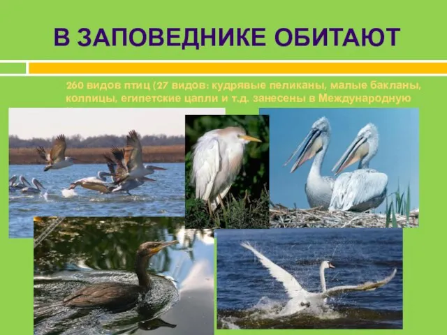 В ЗАПОВЕДНИКЕ ОБИТАЮТ 260 видов птиц (27 видов: кудрявые пеликаны, малые
