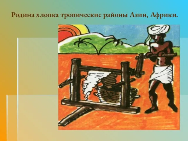 Родина хлопка тропические районы Азии, Африки.