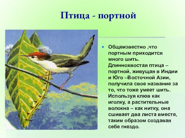 Птица - портной Общеизвестно ,что портным приходится много шить. Длиннохвостая птица