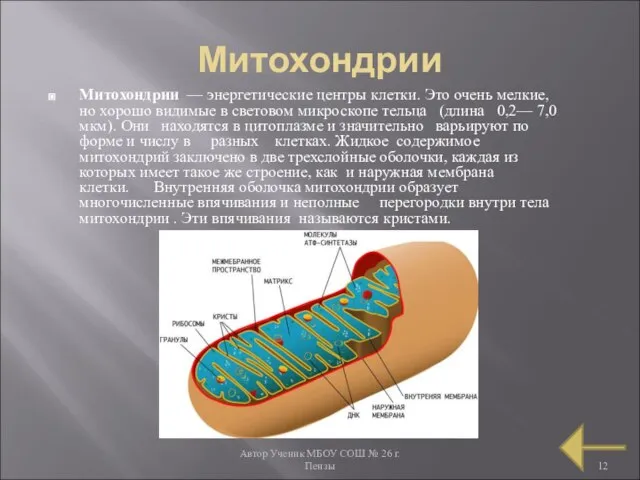 Автор Ученик МБОУ СОШ № 26 г. Пензы Митохондрии Митохондрии —