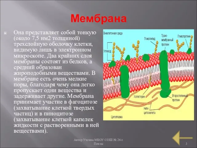 Автор Ученик МБОУ СОШ № 26 г. Пензы Мембрана Она представляет