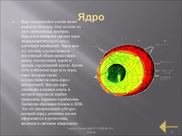 Автор Ученик МБОУ СОШ № 26 г. Пензы Ядро Ядро неделящейся