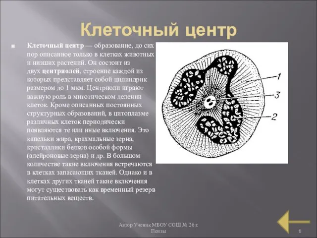 Автор Ученик МБОУ СОШ № 26 г. Пензы Клеточный центр Клеточный