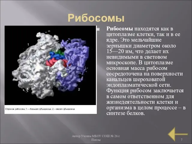 Автор Ученик МБОУ СОШ № 26 г. Пензы Рибосомы Рибосомы находятся