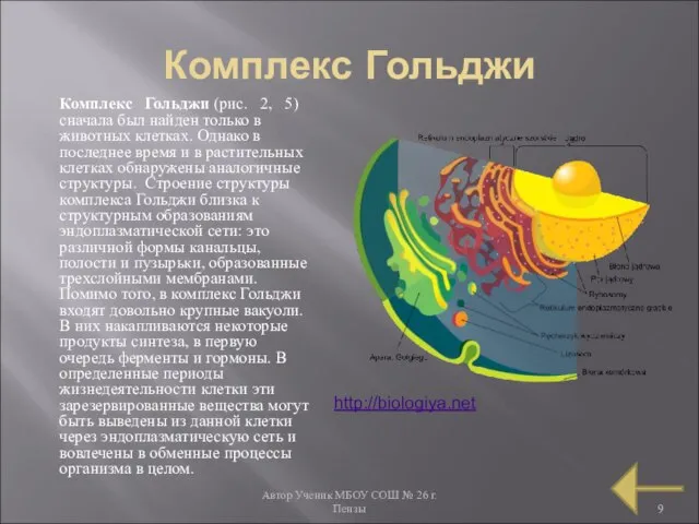 Автор Ученик МБОУ СОШ № 26 г. Пензы Комплекс Гольджи Комплекс