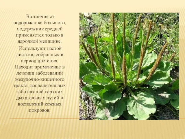 В отличие от подорожника большого, подорожник средней применяется только в народной