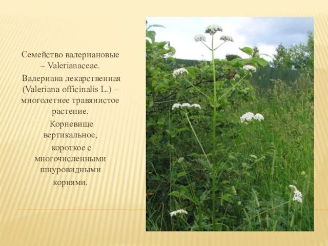 Семейство валериановые – Valerianaceae. Валериана лекарственная (Valeriana officinalis L.) – многолетнее