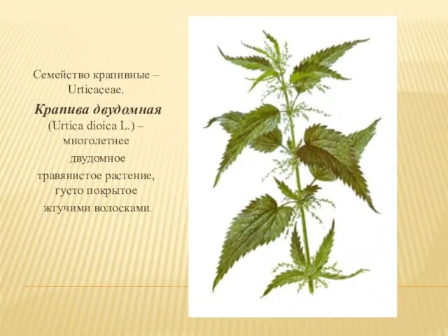 Семейство крапивные – Urticaceae. Крапива двудомная (Urtica dioica L.) – многолетнее