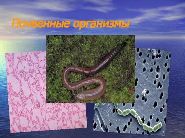 Почвенные организмы