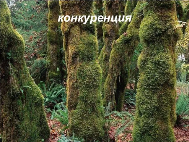 конкуренция