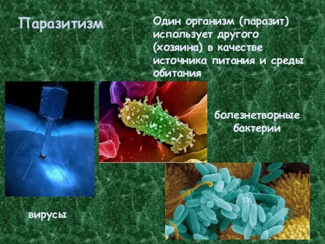 Паразитизм Один организм (паразит) использует другого (хозяина) в качестве источника питания