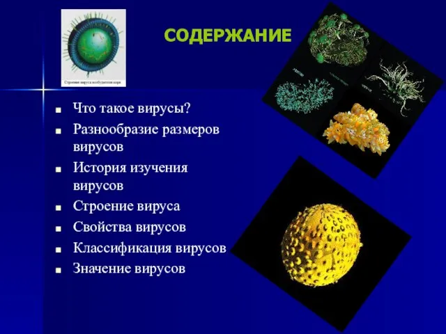 СОДЕРЖАНИЕ Что такое вирусы? Разнообразие размеров вирусов История изучения вирусов Строение