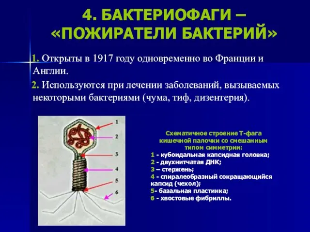 4. БАКТЕРИОФАГИ – «ПОЖИРАТЕЛИ БАКТЕРИЙ» 1. Открыты в 1917 году одновременно