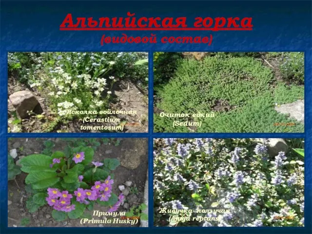 Альпийская горка (видовой состав) Ясколка войлочная (Cerastium tomentosum) Живучка ползучая (Ajuga