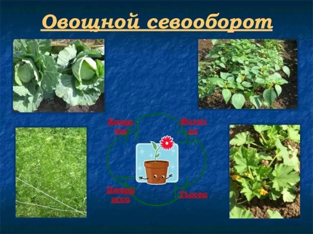 Овощной севооборот