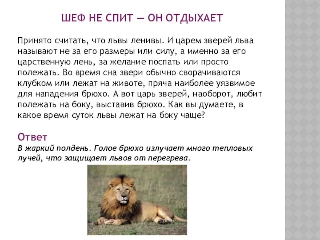 ШЕФ НЕ СПИТ — ОН ОТДЫХАЕТ Принято считать, что львы ленивы.
