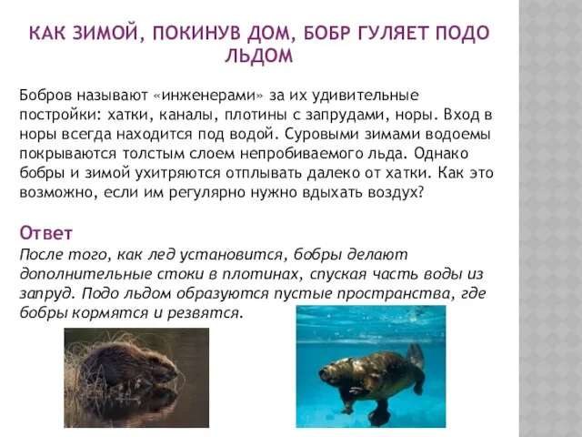 КАК ЗИМОЙ, ПОКИНУВ ДОМ, БОБР ГУЛЯЕТ ПОДО ЛЬДОМ Бобров называют «инженерами»