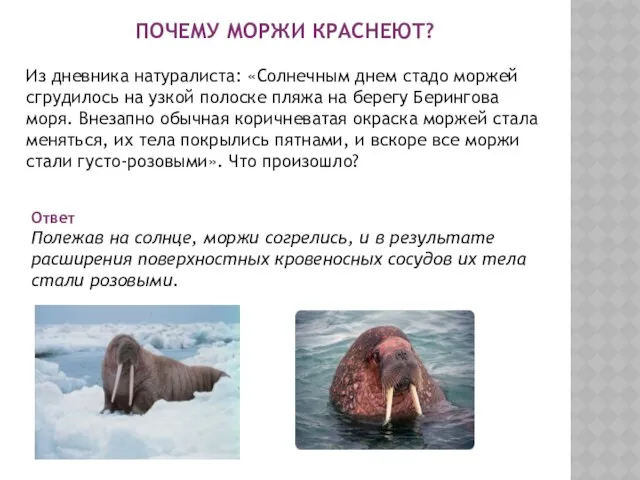 ПОЧЕМУ МОРЖИ КРАСНЕЮТ? Из дневника натуралиста: «Солнечным днем стадо моржей сгрудилось