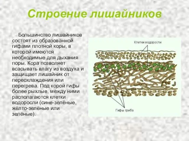 Строение лишайников Большинство лишайников состоят из образованной гифами плотной коры, в