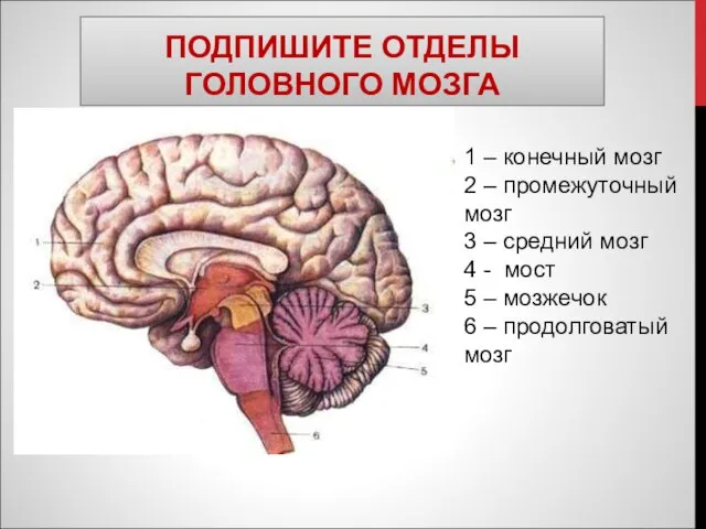 ПОДПИШИТЕ ОТДЕЛЫ ГОЛОВНОГО МОЗГА 1 – конечный мозг 2 – промежуточный