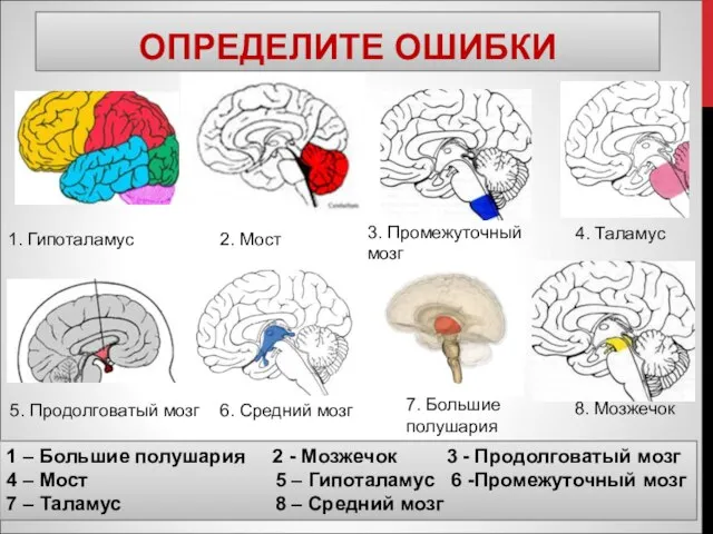 ОПРЕДЕЛИТЕ ОШИБКИ 1. Гипоталамус 2. Мост 3. Промежуточный мозг 5. Продолговатый