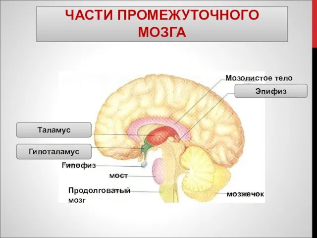 ЧАСТИ ПРОМЕЖУТОЧНОГО МОЗГА Эпифиз Гипоталамус Таламус Гипофиз мост мозжечок Продолговатый мозг Мозолистое тело