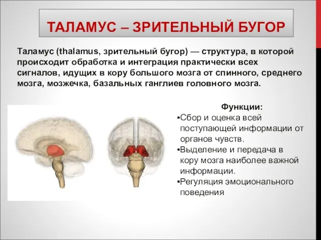 ТАЛАМУС – ЗРИТЕЛЬНЫЙ БУГОР Таламус (thalamus, зрительный бугор) — структура, в