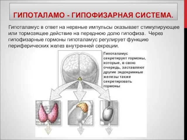 ГИПОТАЛАМО - ГИПОФИЗАРНАЯ СИСТЕМА. Гипоталамус в ответ на нервные импульсы оказывает