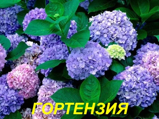 ГОРТЕНЗИЯ