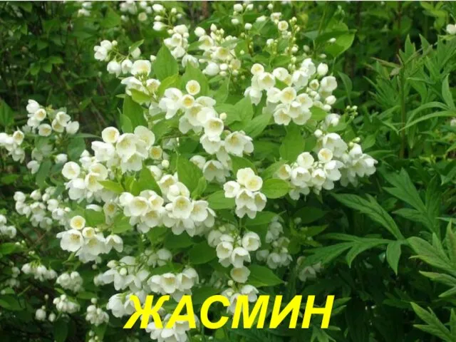 ЖАСМИН