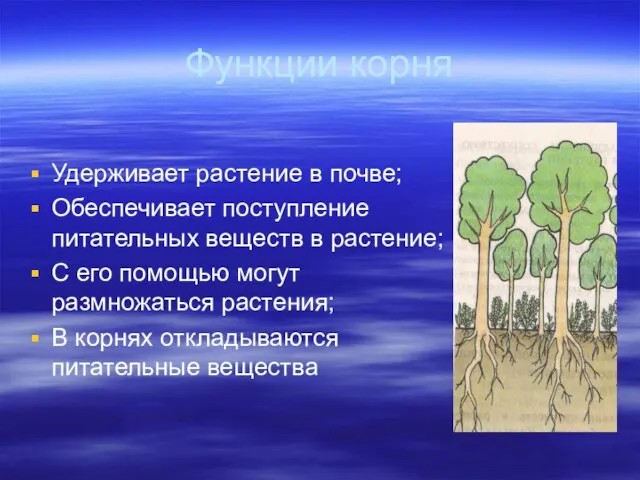 Функции корня Удерживает растение в почве; Обеспечивает поступление питательных веществ в