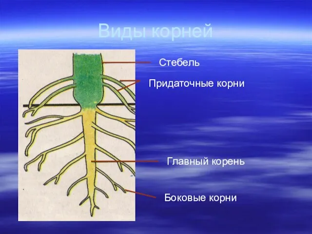 Виды корней Главный корень Боковые корни Придаточные корни Стебель