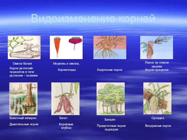 Видоизменение корней Омела белая Корни растений- паразитов в теле растения –