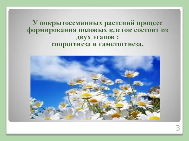 У покрытосемянных растений процесс формирования половых клеток состоит из двух этапов : спорогенеза и гаметогенеза.