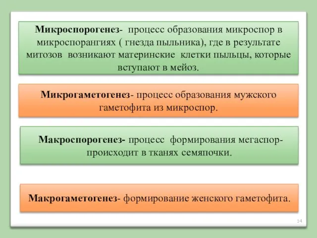 Микроспорогенез- процесс образования микроспор в микроспорангиях ( гнезда пыльника), где в