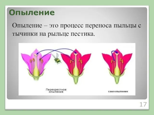 Опыление Опыление – это процесс переноса пыльцы с тычинки на рыльце пестика.