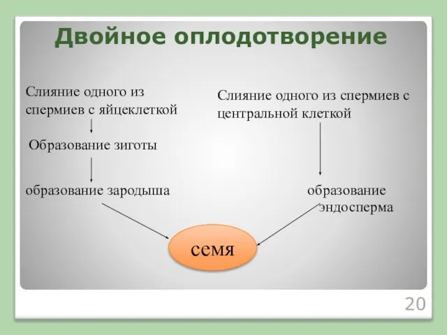 Двойное оплодотворение Слияние одного из спермиев с яйцеклеткой Образование зиготы образование