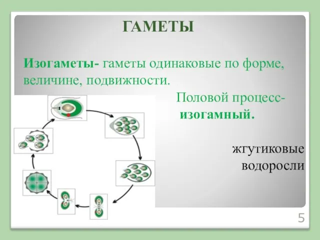 Изогаметы- гаметы одинаковые по форме, величине, подвижности. Половой процесс- изогамный. жгутиковые водоросли ГАМЕТЫ