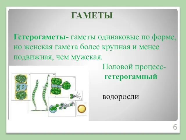 Гетерогаметы- гаметы одинаковые по форме, но женская гамета более крупная и