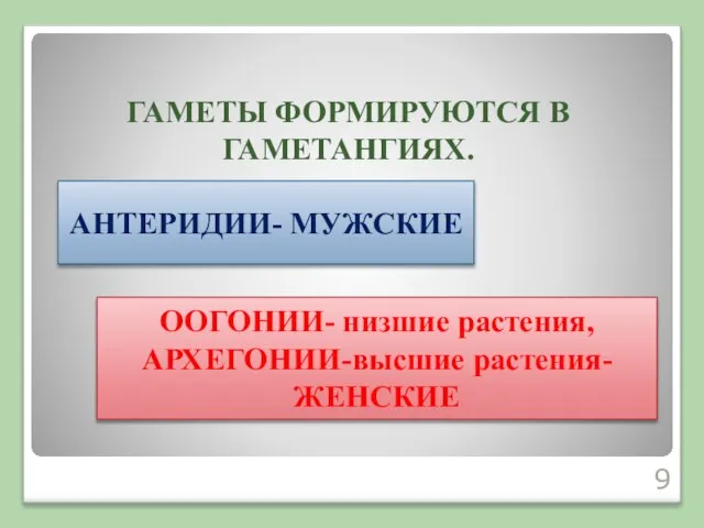 ГАМЕТЫ ФОРМИРУЮТСЯ В ГАМЕТАНГИЯХ. АНТЕРИДИИ- МУЖСКИЕ ООГОНИИ- низшие растения, АРХЕГОНИИ-высшие растения- ЖЕНСКИЕ