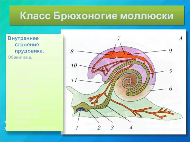 Класс Брюхоногие моллюски Внутреннее строение прудовика. Общий вид: язык с тёркой;