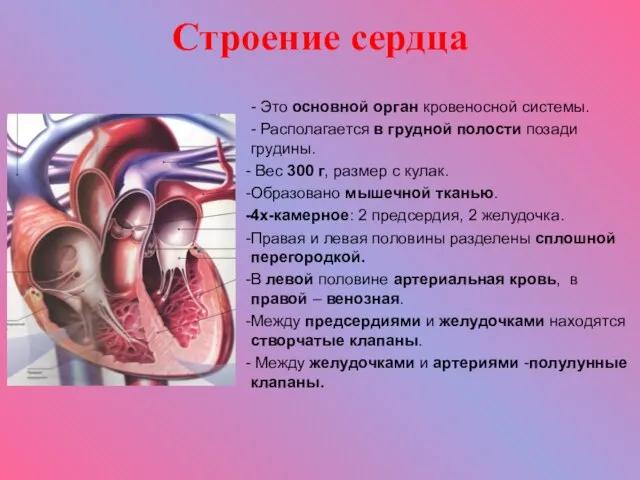 Строение сердца - Это основной орган кровеносной системы. - Располагается в