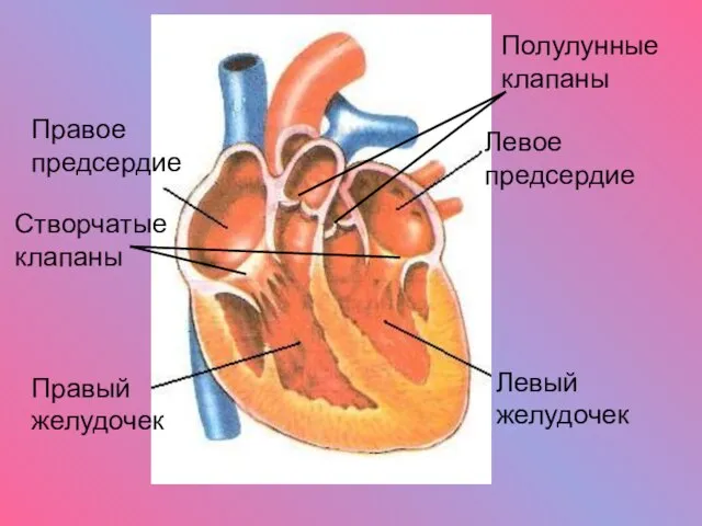 Левый желудочек Правый желудочек Левое предсердие Правое предсердие Створчатые клапаны Полулунные клапаны